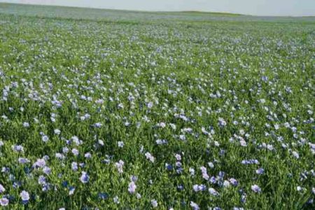 Benefits of Flax Seed Image